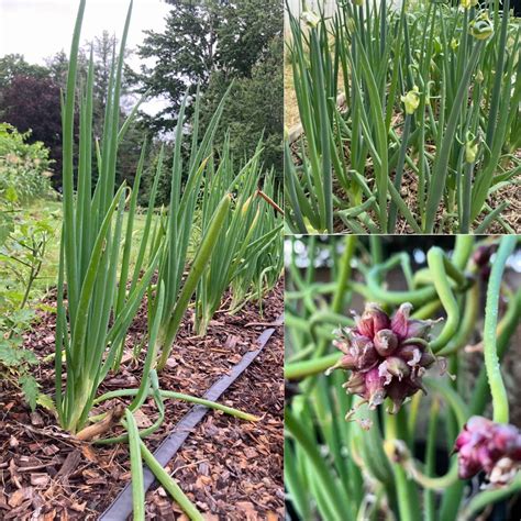 10 Egyptian Walking Onions Live Plants, Perennial Onion Plants, 1 Year ...