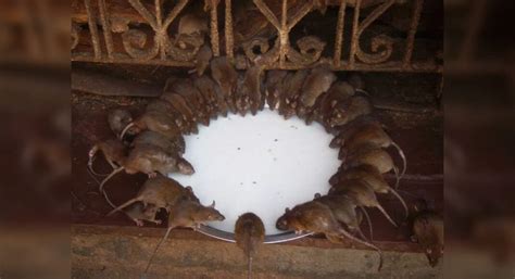 This temple in Rajasthan is home to thousands of rats! | TimesTravel