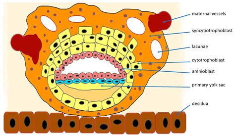 Lacunae Placenta