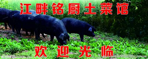 全国十大鲜猪肉品牌，壹号土猪登顶榜首(3)_巴拉排行榜