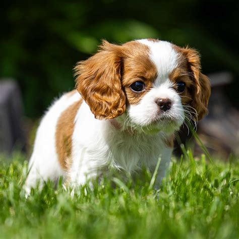 4 Best Markings in a Blenheim Cavalier King Charles Spaniel