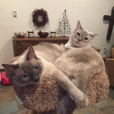 Blue Nectar Vitamin C Face Wash for Women and Men | Anti Acne Face Wash ...