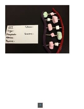 Image result for DNA Replication Lab