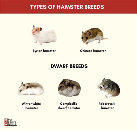 Syrian Hamsters Everything You Need To Know About The Breed