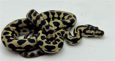 Image result for Axanthic Jungle Carpet Python