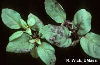Diseases and Pests of Plants - MyKnowledgeBase.in