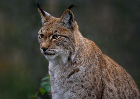 lynx