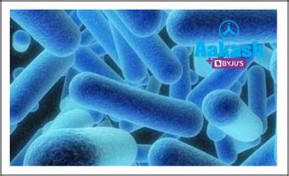 Autotrophic Nutrition in Biology: Definition, Types and Importance | AESL