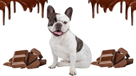 Dog Chocolate Toxicity Calculator: How much chocolate is deadly for my dog?