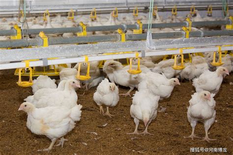 鸡肉价格7月初以来持续上涨 机构点赞9只养鸡概念股_手机新浪网