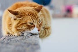 Image result for When to Use NoSQL vs SQL