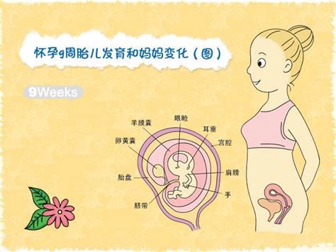 胎儿发育过程图，每一个亲身经历的妈妈都应该为自己而自豪！-准妈妈-孩爸孩妈聊天室-杭州19楼