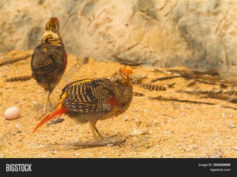 Yellow Golden Pheasant Eggs