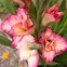 Image result for Gladiolus Flower Clip Art