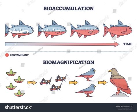 19 Biomagnification Images, Stock Photos, 3D objects, & Vectors | Shutterstock
