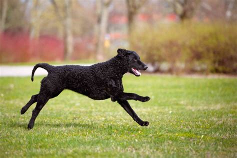 Curly-Coated Retriever—Full Profile, History, and Care