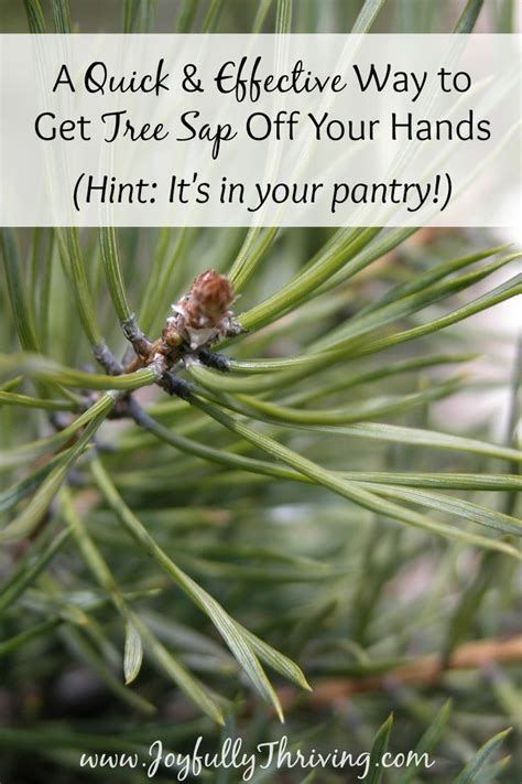 Image result for How to Get Sap Off Tree Trunk of Mastic Tree