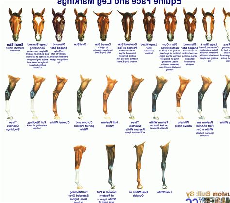 face & leg markings | Horse markings, Horse breeds, Beautiful horses