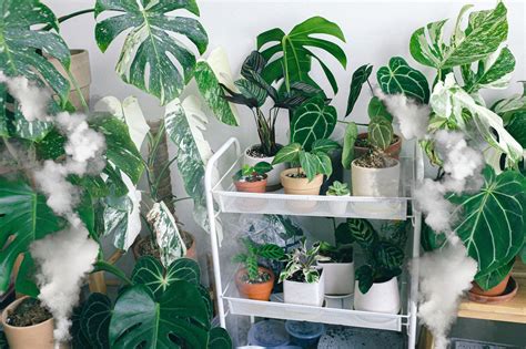 Image result for Mini Plant Humidifiers