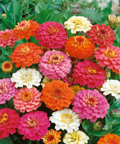 Zinnia Thumbelina (Zinnia elegans) | Applewood Seed Company