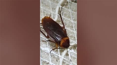 Cockroach Dance Song 的图像结果