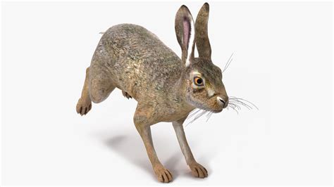 3D model Hare Animated Rigged for Maya | 3D Molier International