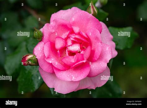 Image result for Rosebud Side View