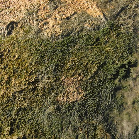 Biotic Component – Seamap Australia