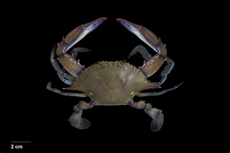 Crab Database · Crabs · Genus Callinectes