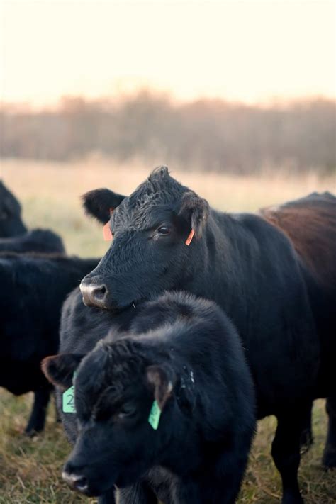 Image result for Small Farm Beef Processing