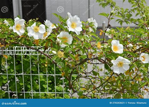 Cherokee Rose ( Rosa Laevigata ) Flowers. Stock Image - Image of ...