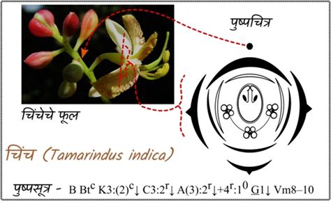 पुष्पसंरचना : पुष्पसूत्र व पुष्पचित्र (Floral Structure : Floral ...