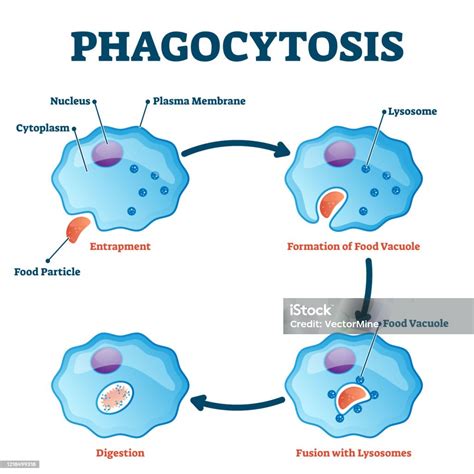Phagocyte Structure