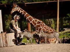 Image result for Wisconsin zoo mourns giraffe
