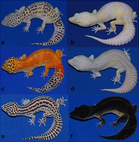 All Colors Of Leopard Geckos Wallpapers - Wallpaper Cave