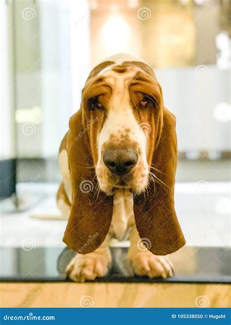 Hush Puppy Royalty-Free Stock Photography | CartoonDealer.com #13478471