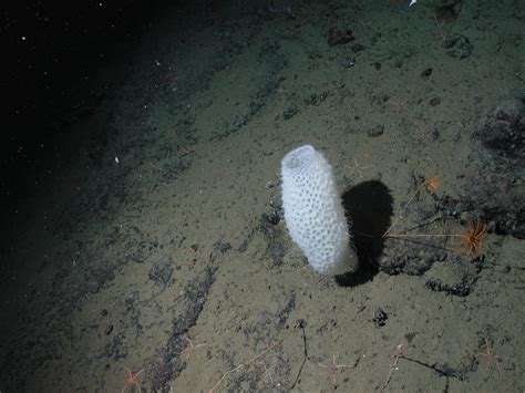 An Euplectella aspergillum, aka Venus' flower basket sponge found ...
