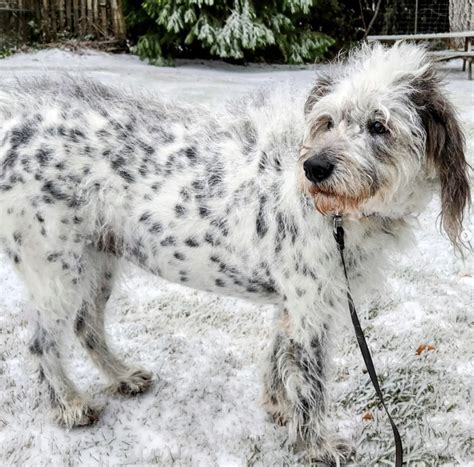 Dalmatian Mix With Poodle