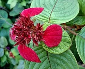 BASALBERO™ Live Mussanda Flower Plant | Mussaenda Erythrophylla ...