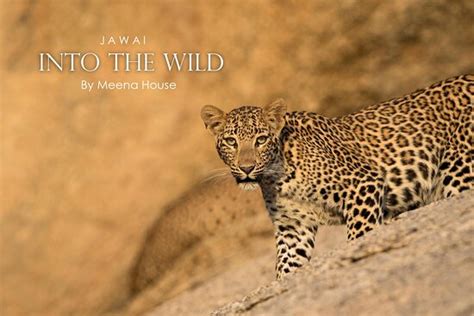 Jawai Bandh Photos - Featured Images of Jawai Bandh, Pali District ...