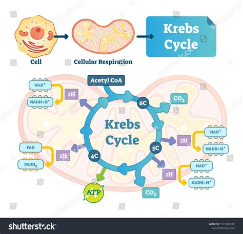 Krebs Cycle Vector Illustration Citric Tricarboxylic Stock Vector (Royalty Free) 1175980318 ...