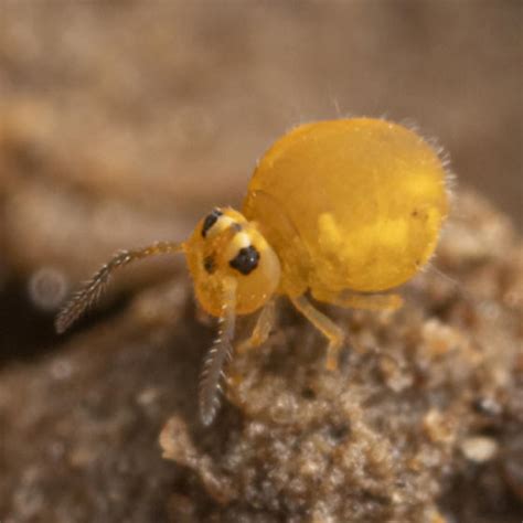 Image result for Springtail Bug-Bite