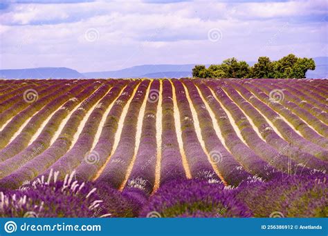 Provence Landscape with Lavender Fields, France Stock Photo - Image of ...