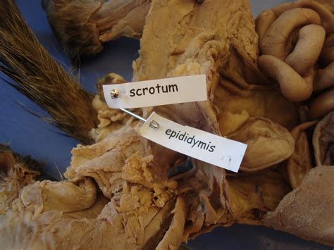 Male Cat Genitalia Images at Elijah Madirazza blog