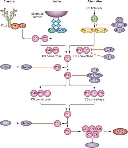 Image result for MBL Pathway Complement System