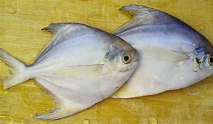 Image result for 鲳鱼 common pomfret