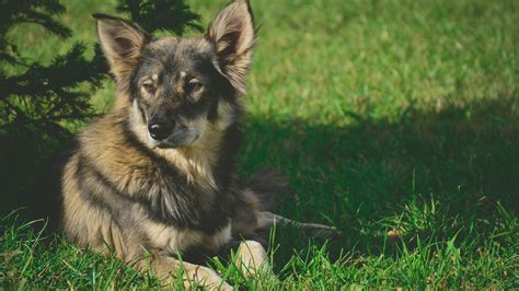 Download wallpaper greens, grass, Dog, tree, dog, section dog in ...