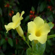 Allamanda Yellow/Wild Allamanda - Creepers & Climbers– Exotic Flora