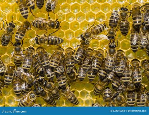 Active Work of the Team of Bees in the Hive Stock Photo - Image of ...