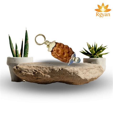 2 Faced Rudraksha – Indonesia 2 Mukhi – Rgyan Shop